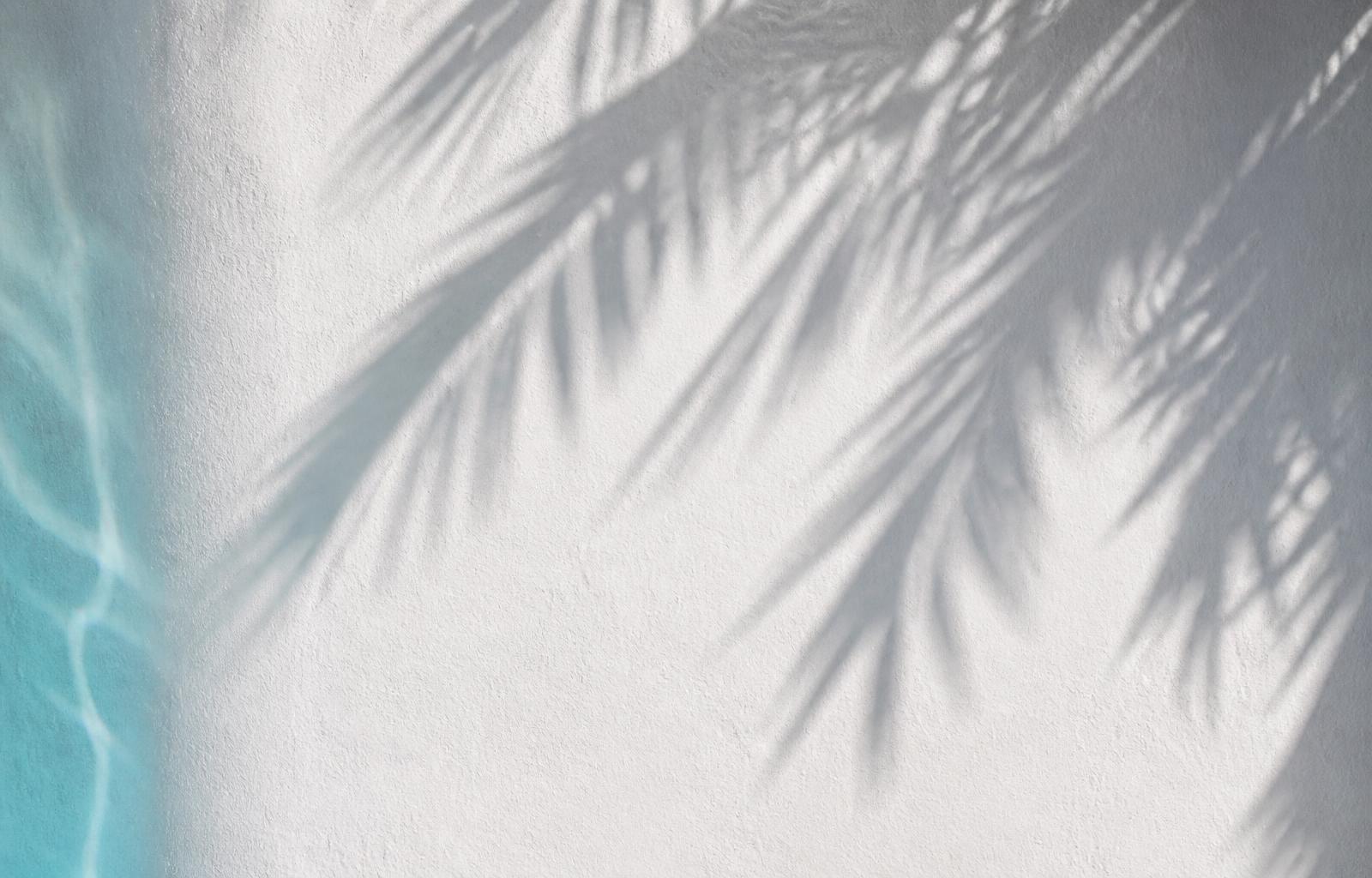 Palm frond shadows falling across a white stucco wall